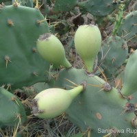 Opuntia dillenii (Ker Gawl.) Haw.